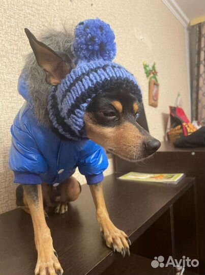 Шапочки для собак