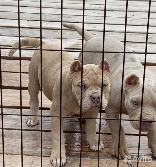 Американский булли - лиловый мерль девочка