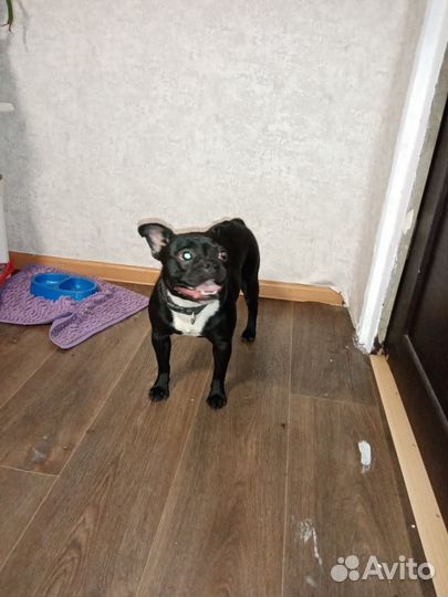 Продам собаку французского бульдогп