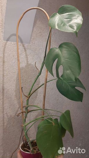 Комнатные цветы, ассорти