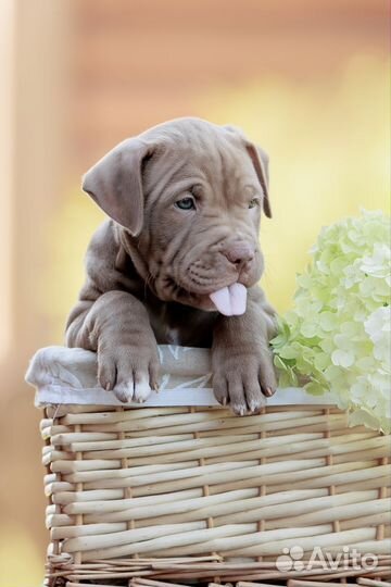 Щенки американского питбультерьер