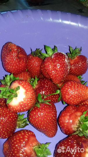 Клубника. Рассада