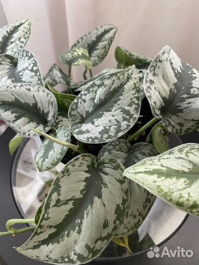 Монстера, сциндапсус, эпипремнум