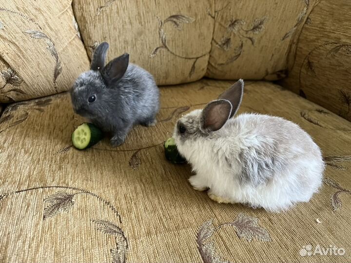 Декоративные кролики вислоухие