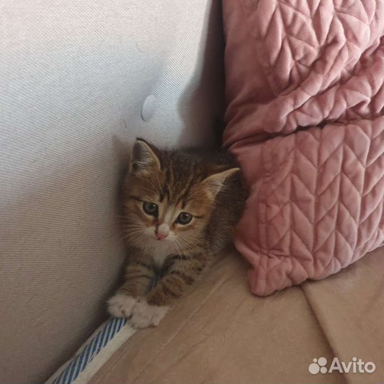 Кошка в дар
