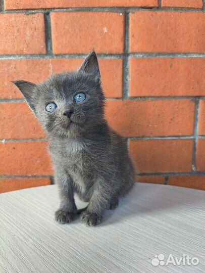 Котенок 1.5 месяца