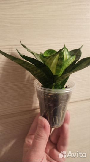 Сансивиерия металлика, Ханни, Стар Каньон Гранит