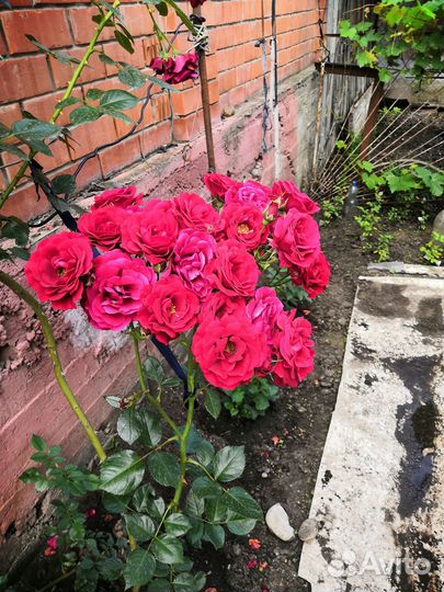 Розы плетистые