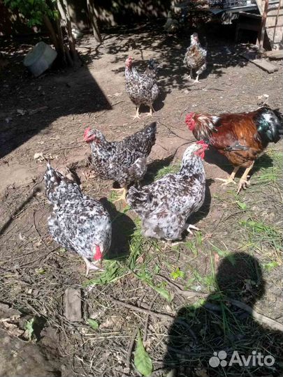 Ливенские Ситцевые,семья