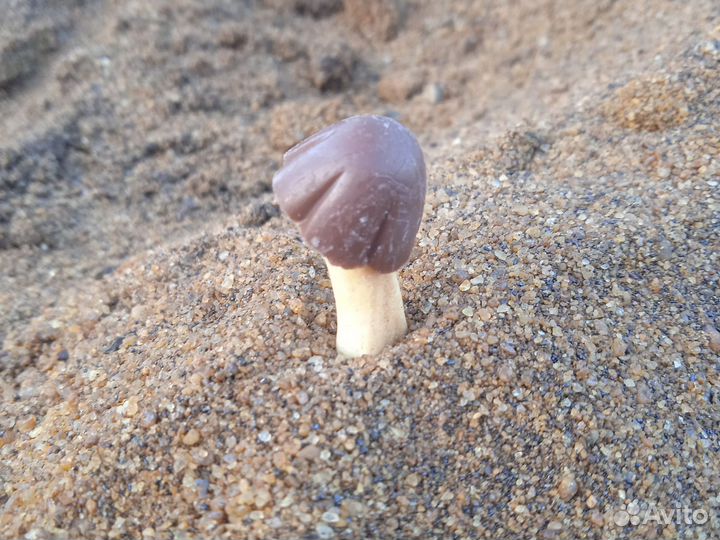 Белый гриб пустынный