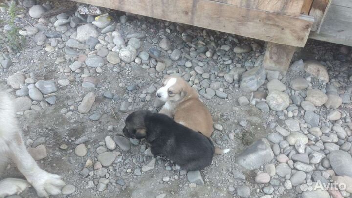 Щенки маламут