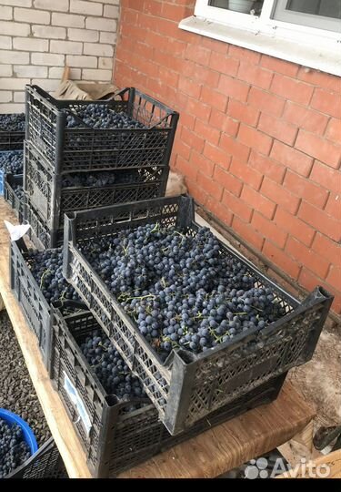 Винный виноград изабелла