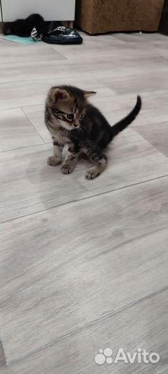 Отдам котят в добрые руки