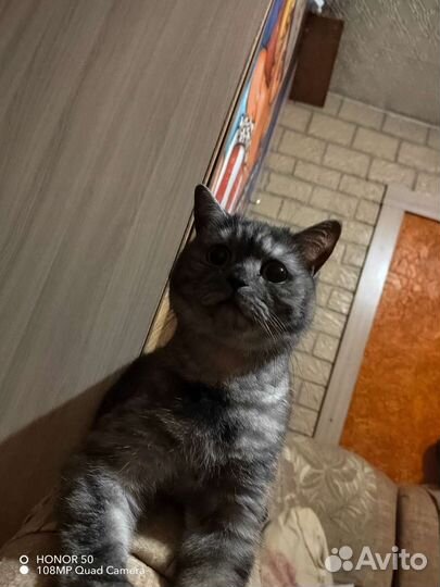 Британская кошка