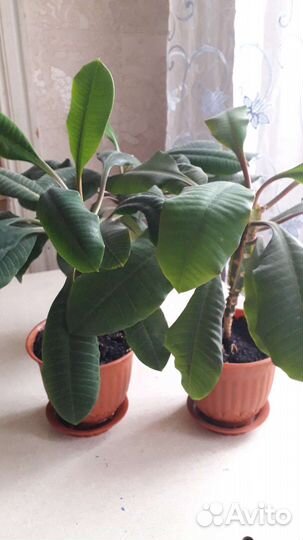 Эуфорбия,или молочай беложильчатый