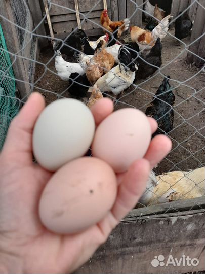 Инкубационное яйцо домашних кур, яйца на еду