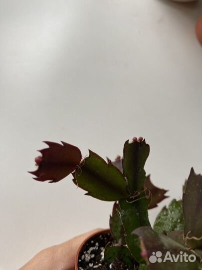 Декабрист шлюмбергера.В бутонах