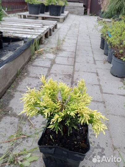 Можжевельники в ассортименте