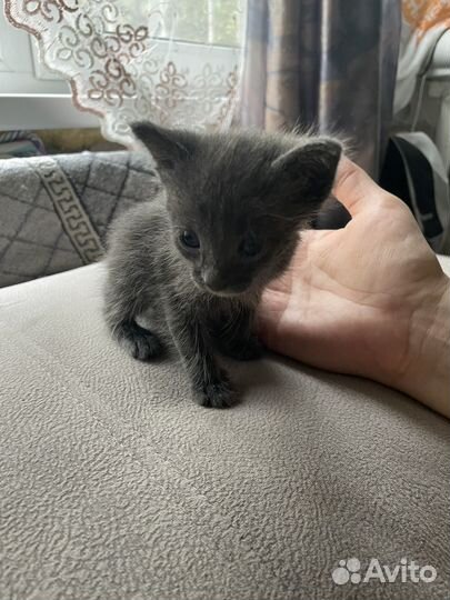 Британские котята