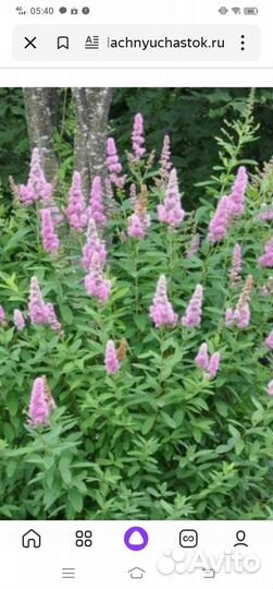 Садовые цветы