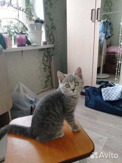 Кошки шотландцы