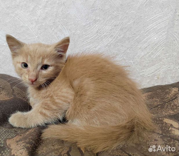 Отдам котёночков в добрые и ответственные руки