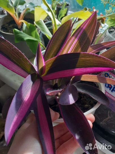 Алоказии, пилеи, филодендроны