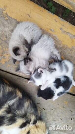 Котята в добрые руки