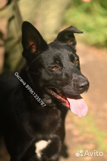 Собака в добрые руки