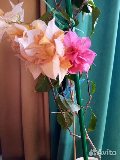 Бугенвиллия черенки