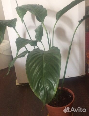 Спатифиллум