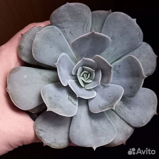 Суккуленты