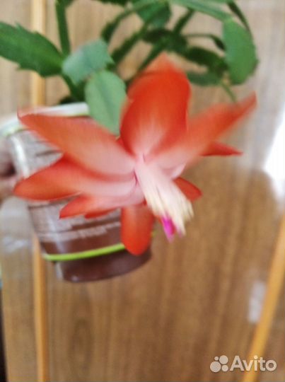 Продам шлюмбергеры /зигокактус, декабрист