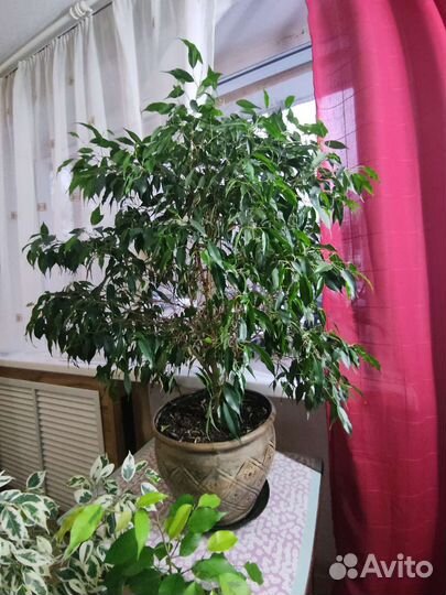 Фикус бенджамина большой