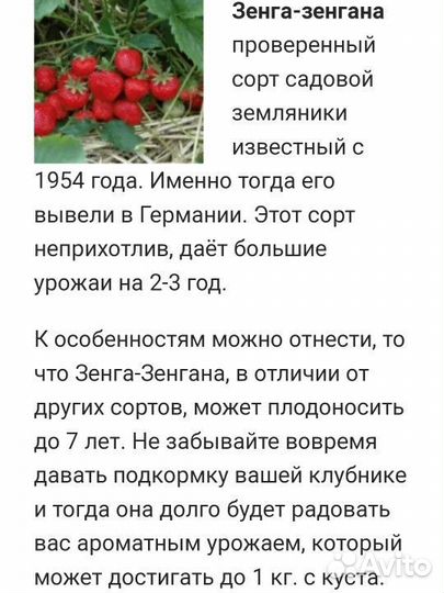 Клубника Зенга Зенгана