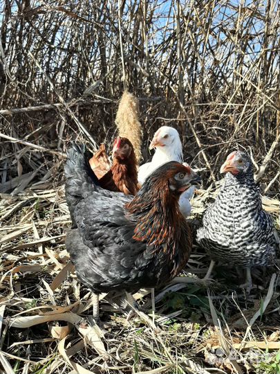 Куры несушки яйичные и мясо-яйичные, домашние)