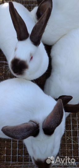 Калифорнийские кролики