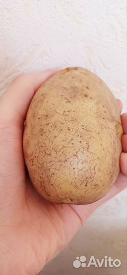 Картофель крупный