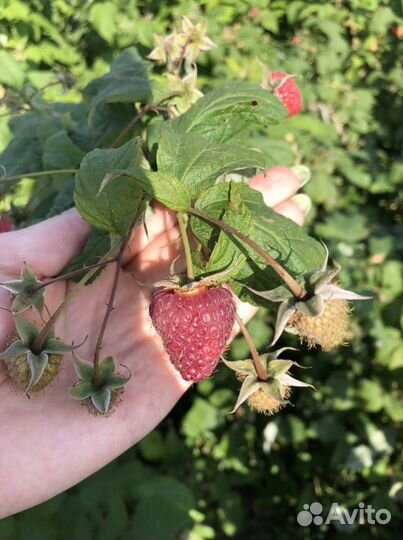 Саженцы ремонтантной малины