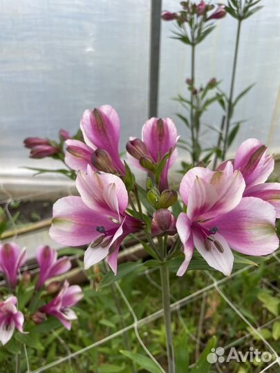 Корни альстромерии