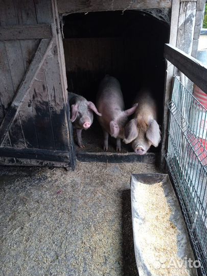 Продам свиней