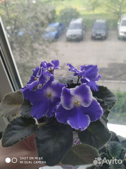 Сортовые фиалки