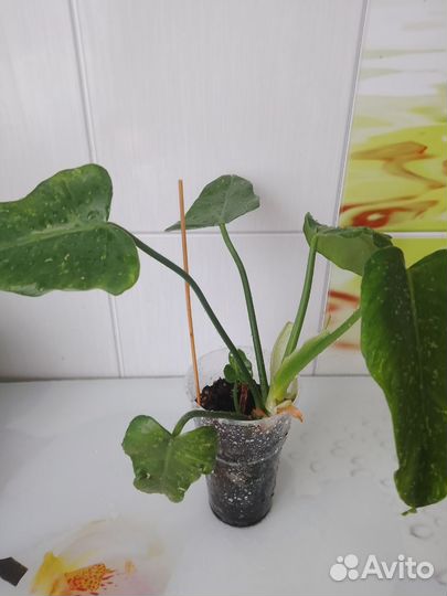 Филодендрон