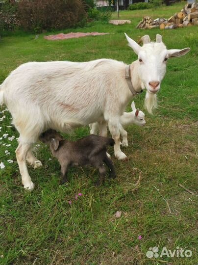 Камерунские козы козочки