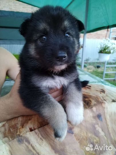 Волчата, щенки волкособа