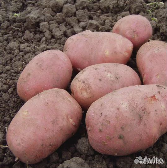 Семенной картофель