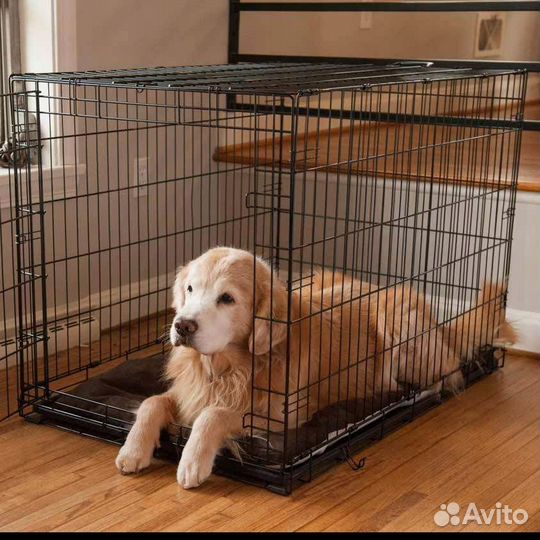 Отлов собак и кошек