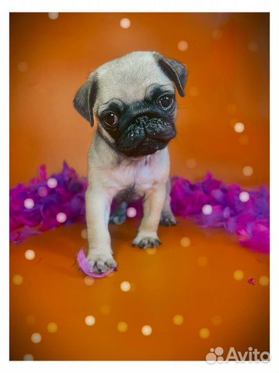 Щенки мопса