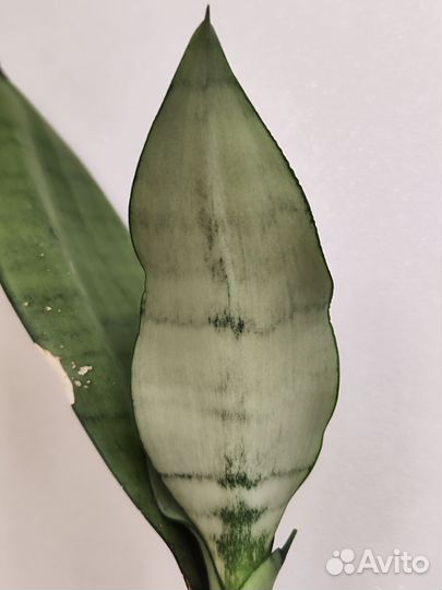 Сансевиерия муншайн