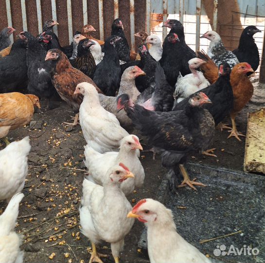 Куры молодки